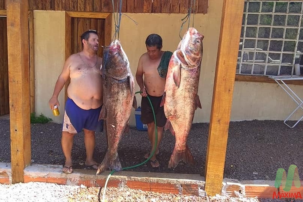 Pescadores pegam duas carpas de aproximadamente 85 kilos cada no Noroeste do RS