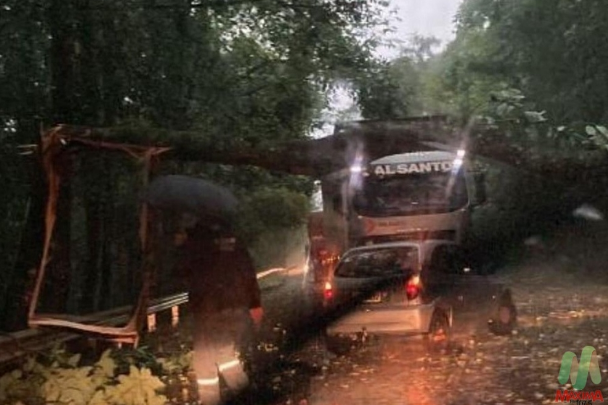 Árvore cai sobre carreta e bloqueia o trânsito na ERS-569 entre Sarandi e Barra Funda