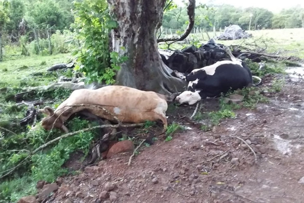 Raios matam gado e atingem casa no interior de Vera Cruz