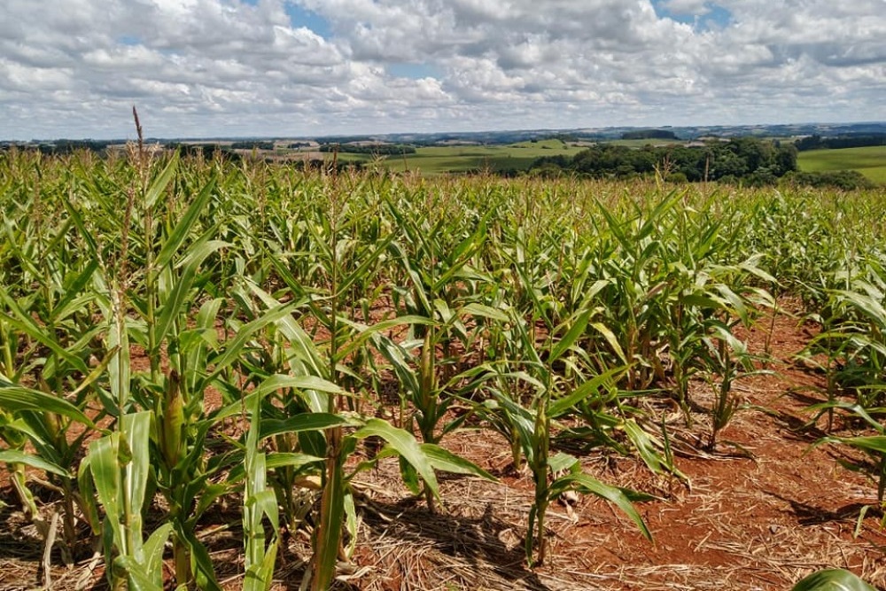 Estiagem foi mais intensa em lavouras de milho na região do médio e Alto Uruguai