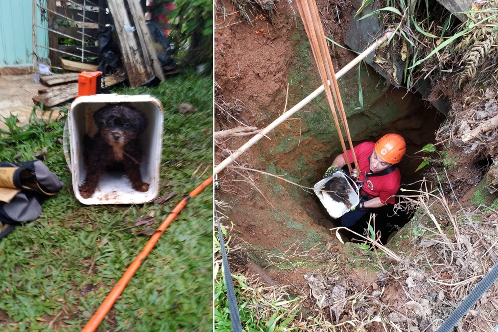 Filhote de cachorro é salvo após cair em poço de 12 metros em Santa Catarina