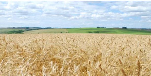 Guerra entre Rússia e Ucrânia impacta cotidiano do campo