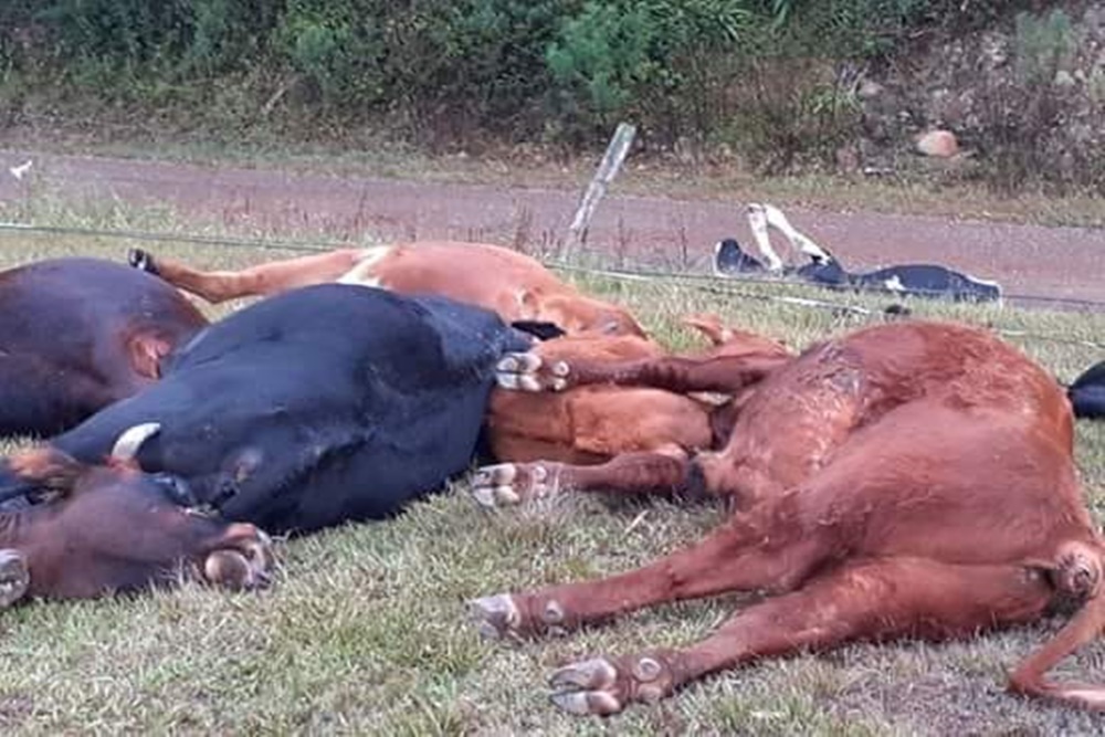 Descarga elétrica mata onze vacas leiteiras no Rio Grande do Sul