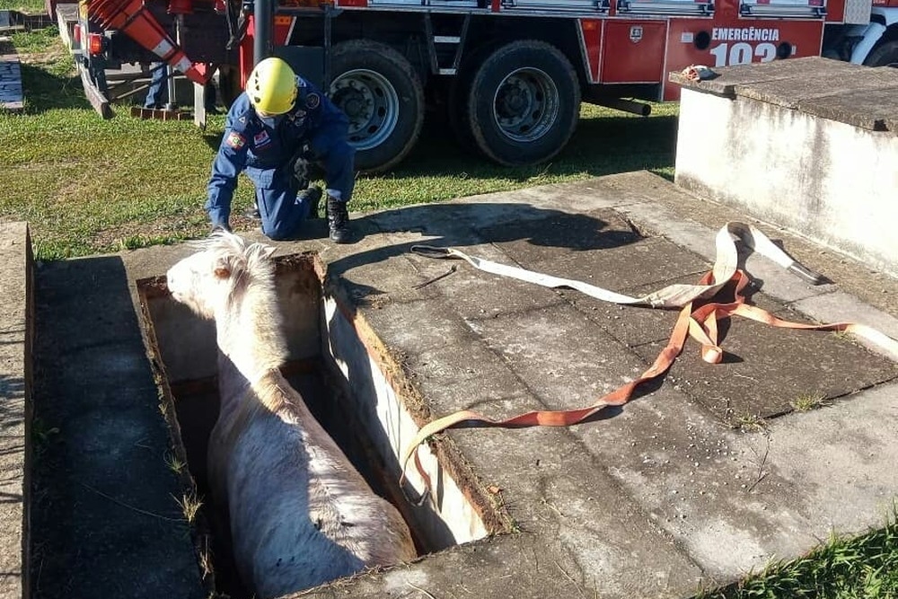 Bombeiros resgatam cavalo após cair em túmulo de cemitério em SC