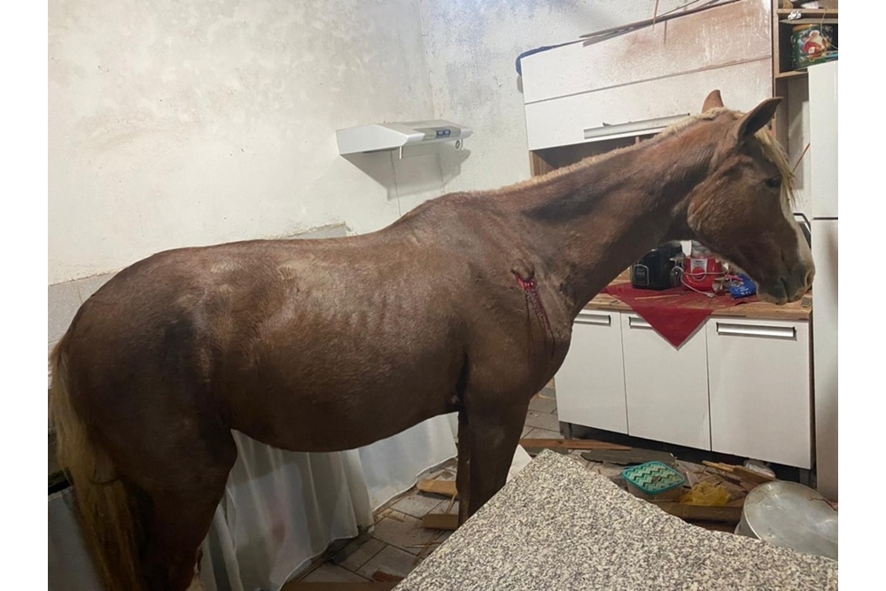 Cavalo cai de telhado e vai parar em cozinha de residência em Presidente Prudente