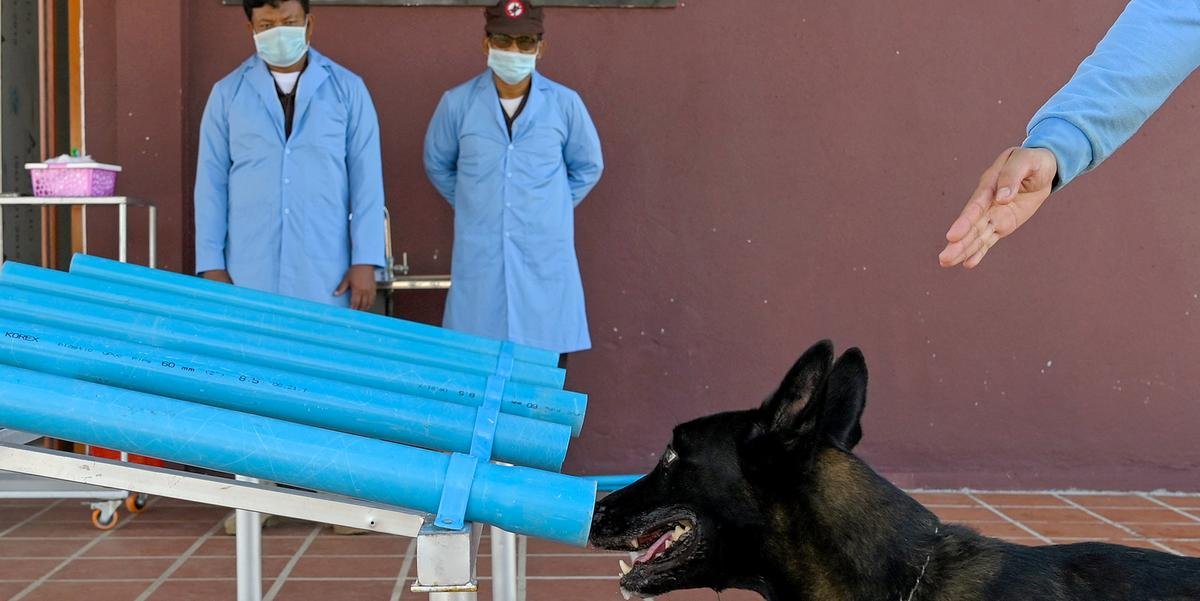 Cães são treinados para detectarem Covid-19 no Camboja