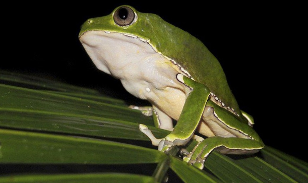 Pesquisa encontra indícios de biopirataria de conhecimentos indígenas