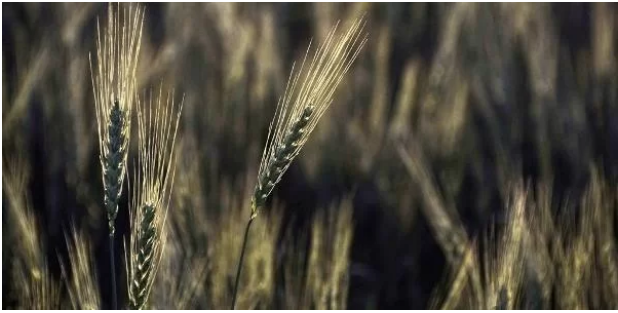 Rio Grande do Sul deve ter safra recorde de trigo no inverno