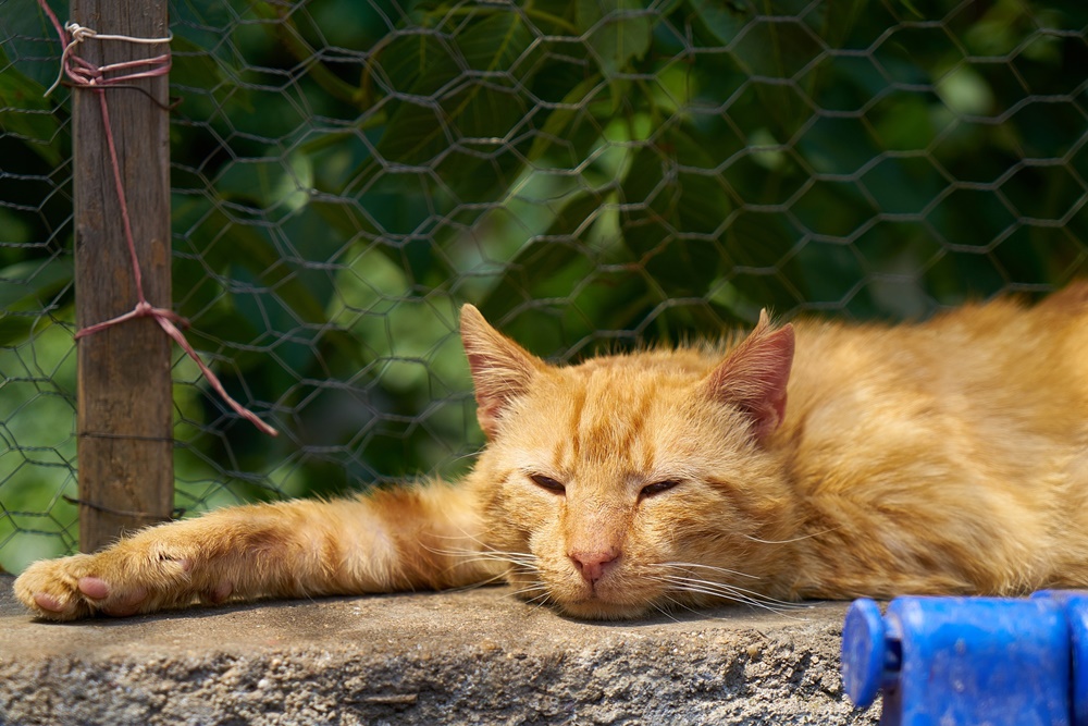 Tratada como 'louca', mulher que abrigou 150 gatos abandonados será indenizada em SC