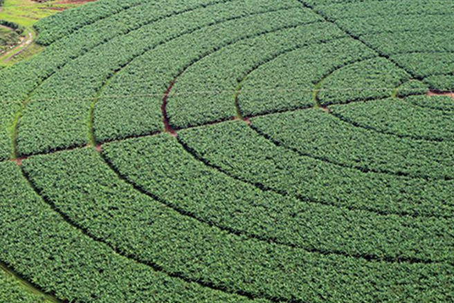 Índice de Confiança do Agronegócio tem melhor resultado trimestral