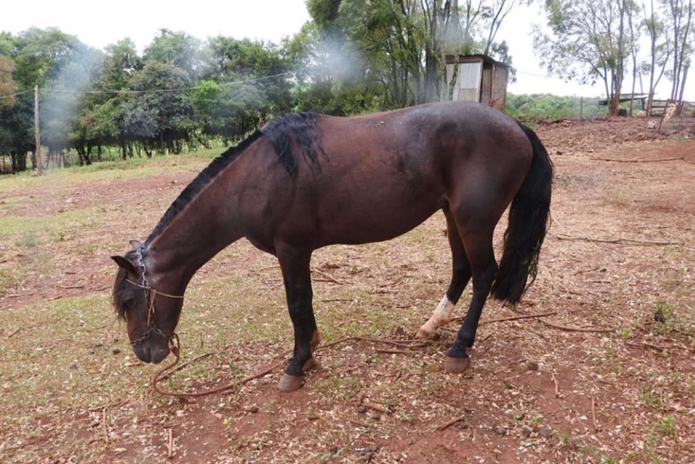 Após denúncia, 3°BABM localiza equinos maltratados em Coqueiros do Sul