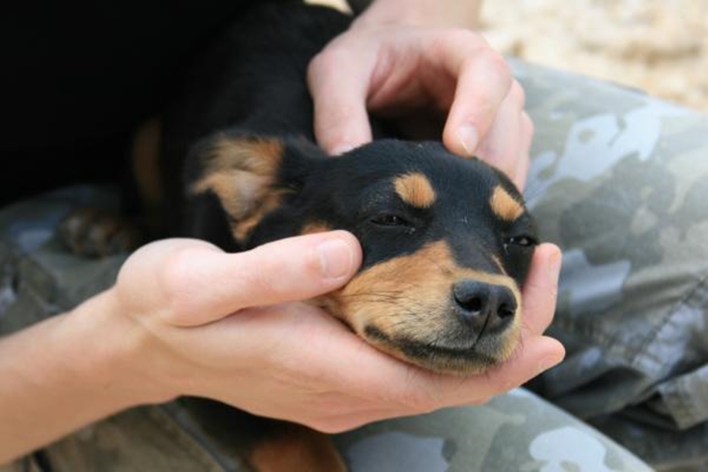 Criminosos envenenam e matam oito cachorros em propriedades rurais no Noroeste do RS