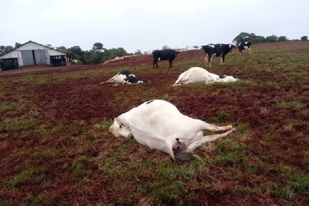 Raio mata três vacas no interior de Tiradentes do Sul