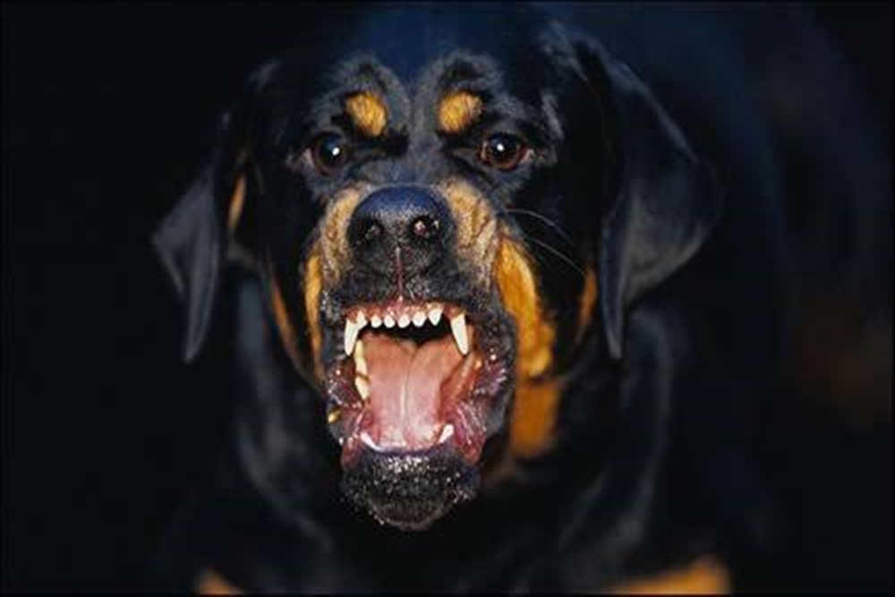 Cão rottweiler mata bebê de um ano e três meses em Sapiranga