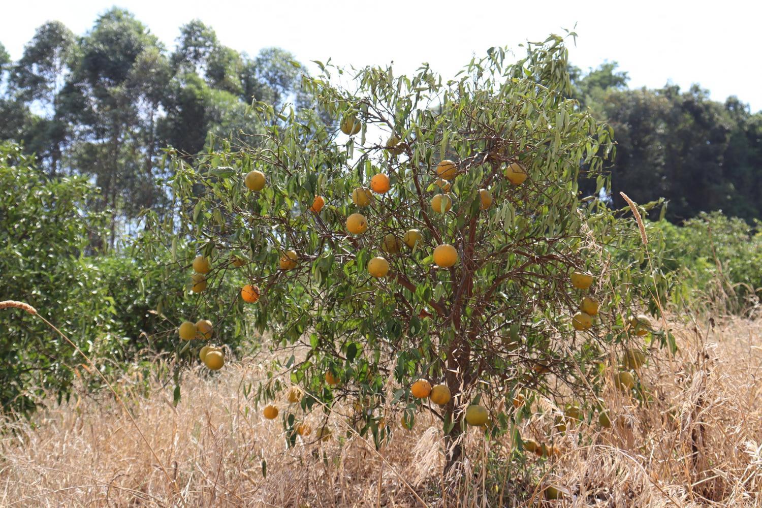 ALPESTRE E MAIS NOVE CIDADES DECRETAM EMERGÊNCIA DEVIDO A ESTIAGEM.