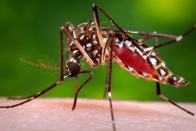 Ronda Alta tem 1º caso de dengue autóctone confirmado