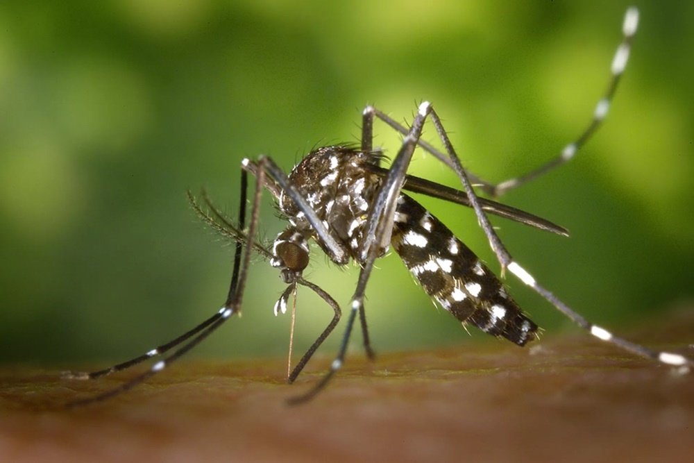 Chega a 100 o número de casos confirmados de dengue em Palmitinho