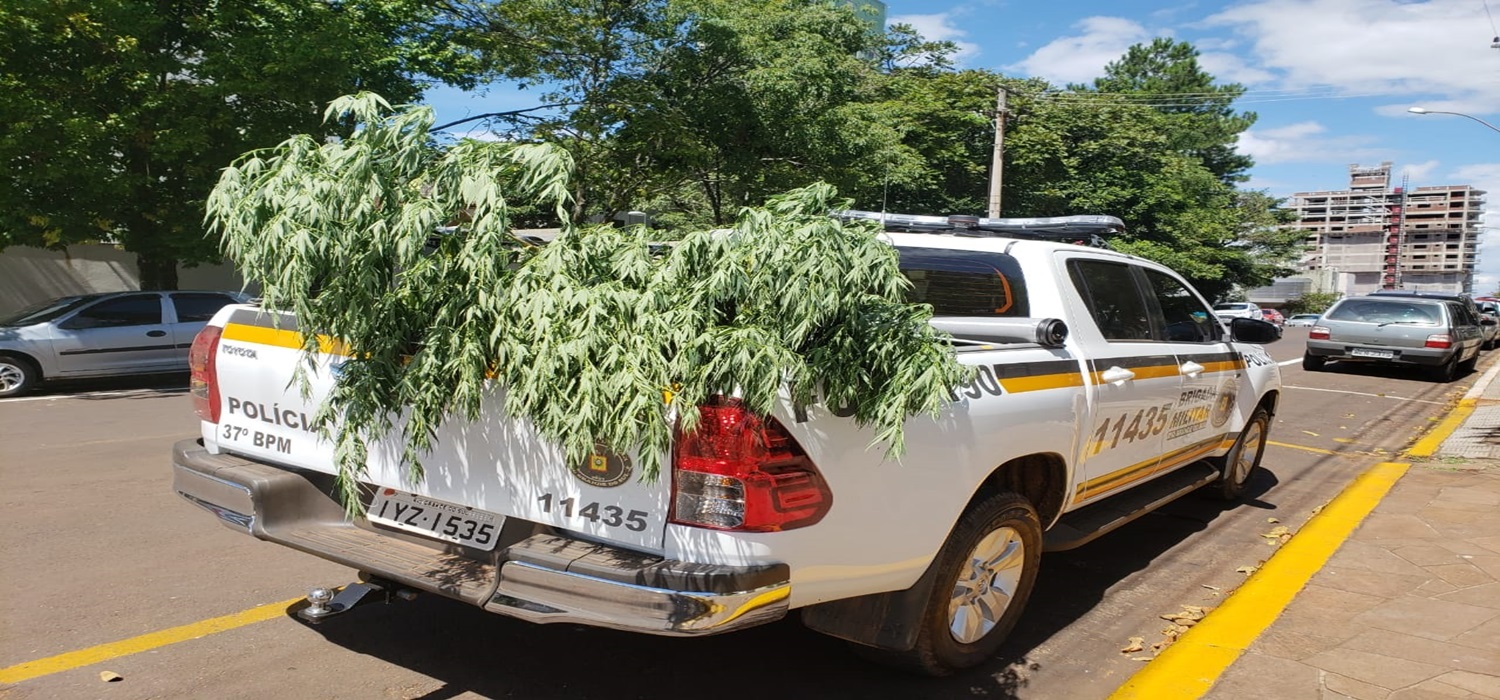 Pé de maconha é apreendido em Frederico Westphalen