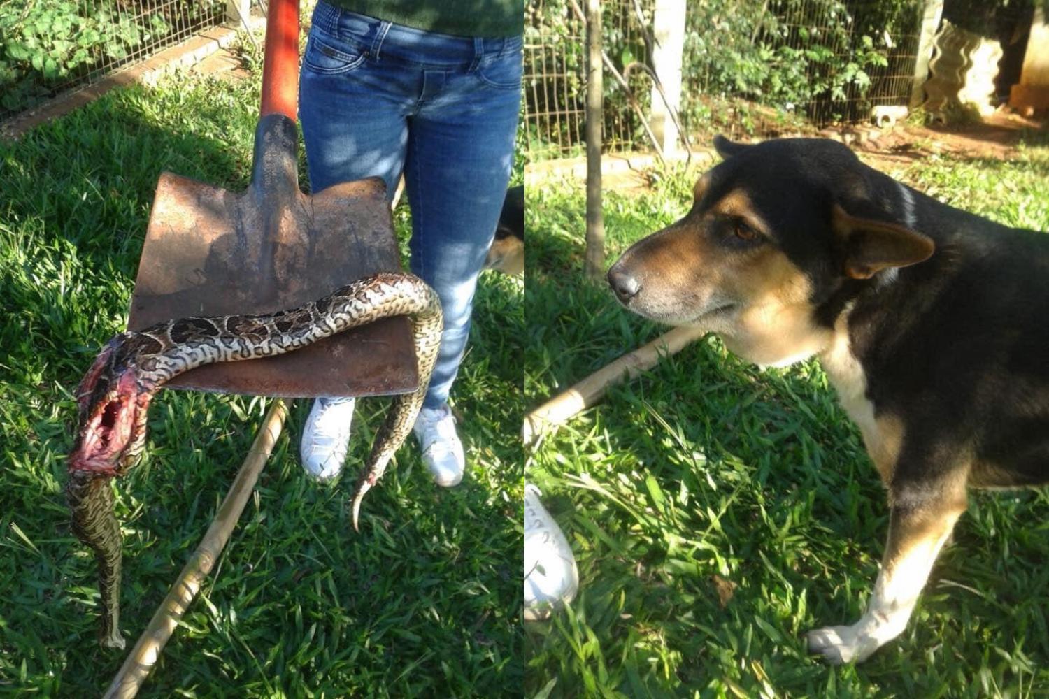 Cachorro é picado por cobra ao tentar defender donos em Cruz Alta