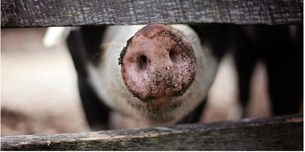 Estudo alerta sobre superbactéria que pode ser transmitida facilmente de porcos para humanos