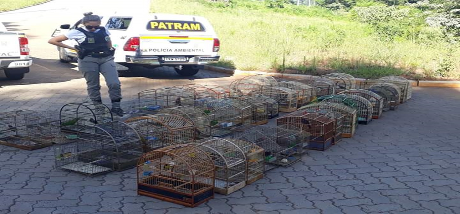 Cerca de 100 pássaros em gaiolas foram localizados pela Polícia Ambiental em Erechim