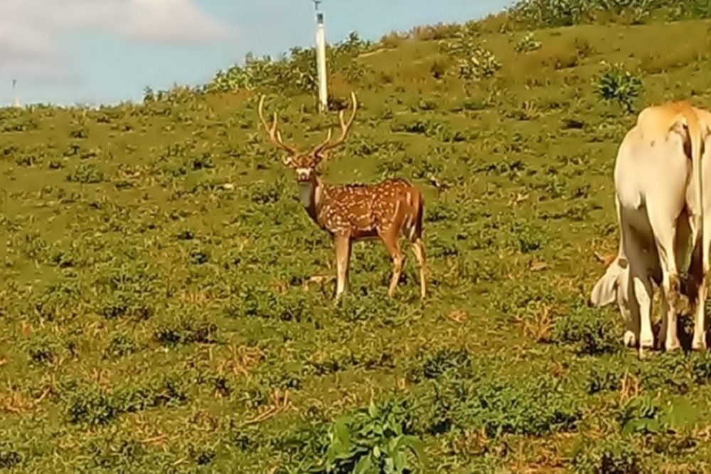 Cervo raro aparece em propriedade no município de Boa Vista do Buricá