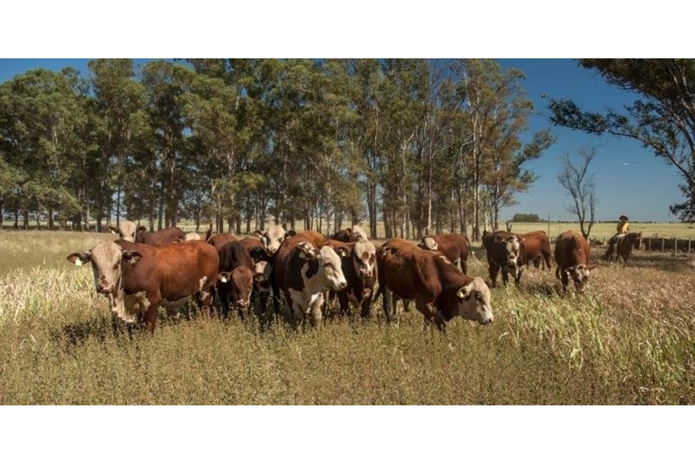 Pecuária gaúcha celebra uma conquista histórica